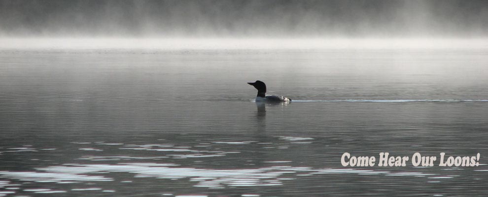 Misty Loon